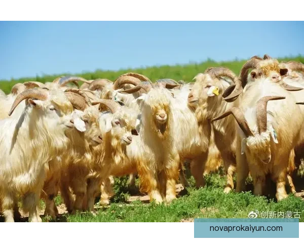 米格尔·阿劳霍状态回暖，近期表现逐渐恢复竞争力